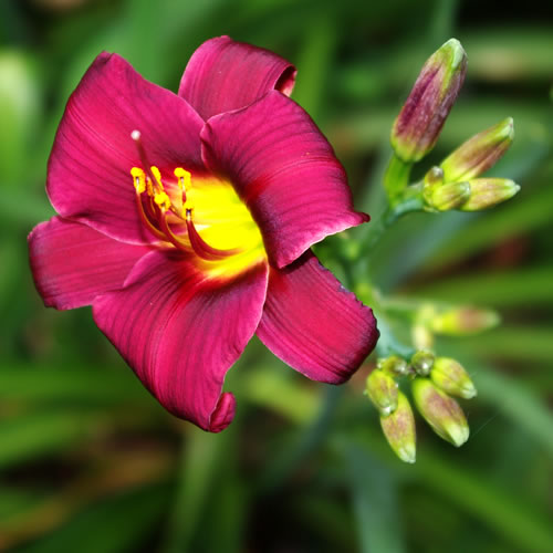 Hemerocallis Fairytale Pink